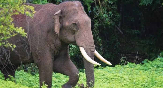 കോതമംഗലത്ത് കാട്ടാനയുടെ ആക്രമണത്തിൽ ഒരാൾക്ക് പരിക്കേറ്റു കോതമംഗലത്ത് കാട്ടാനയുടെ ആക്രമണത്തിൽ ഒരാൾക്ക് പരിക്കേറ്റു