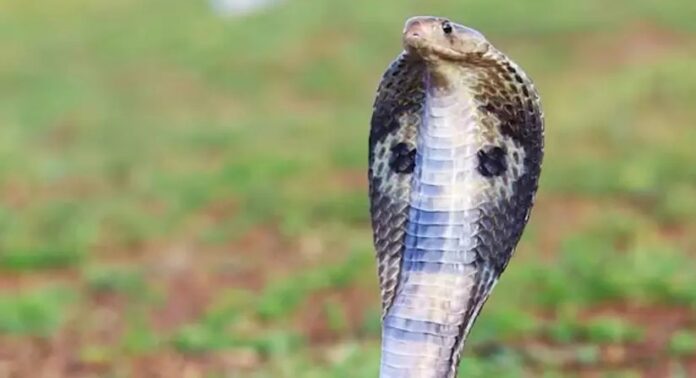 തിരുവനന്തപുരത്ത് പാമ്പ് കടിയേറ്റ് വയോധിക മരിച്ചു തിരുവനന്തപുരത്ത് പാമ്പ് കടിയേറ്റ് വയോധിക മരിച്ചു