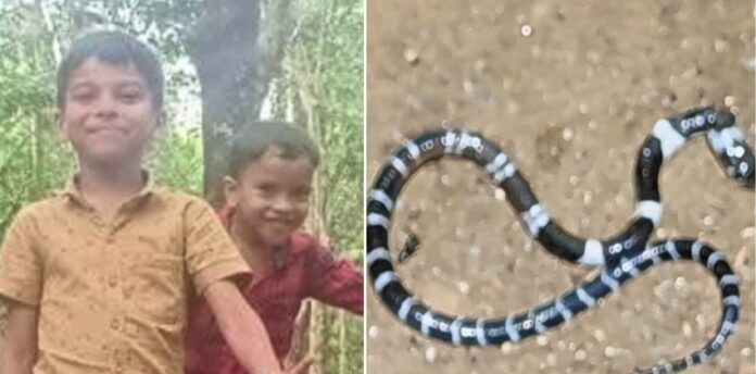 കോടാലിയിൽ 8 വയസുകാരൻ പാമ്പുകടിയേറ്റ് മരിച്ച സംഭവം : വീട്ടിൽ നിന്നും നാലാമത്തെ പാമ്പിനെ കണ്ടെത്തി കോടാലിയിൽ 8 വയസുകാരൻ പാമ്പുകടിയേറ്റ് മരിച്ച സംഭവം : വീട്ടിൽ നിന്നും നാലാമത്തെ പാമ്പിനെ കണ്ടെത്തി