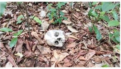 തെൻമലയിൽ വനത്തിനുള്ളിൽ മനുഷ്യന്റെ തലയോട്ടിയും ശരീരാവശിഷ്ടങ്ങളും കണ്ടെത്തി തെൻമലയിൽ വനത്തിനുള്ളിൽ മനുഷ്യന്റെ തലയോട്ടിയും ശരീരാവശിഷ്ടങ്ങളും കണ്ടെത്തി