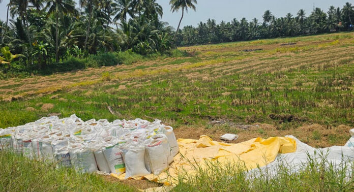 വിളവെടുപ്പ് നടത്തിയിട്ട് 15 ദിവസം കഴിഞ്ഞിട്ടും നെല്ല് സംഭരിക്കുന്നില്ല : കര്ഷകര് തലവടി കൃഷി ഭവൻ ഉപരോധിച്ചു വിളവെടുപ്പ് നടത്തിയിട്ട് 15 ദിവസം കഴിഞ്ഞിട്ടും നെല്ല് സംഭരിക്കുന്നില്ല : കര്ഷകര് തലവടി കൃഷി ഭവൻ ഉപരോധിച്ചു