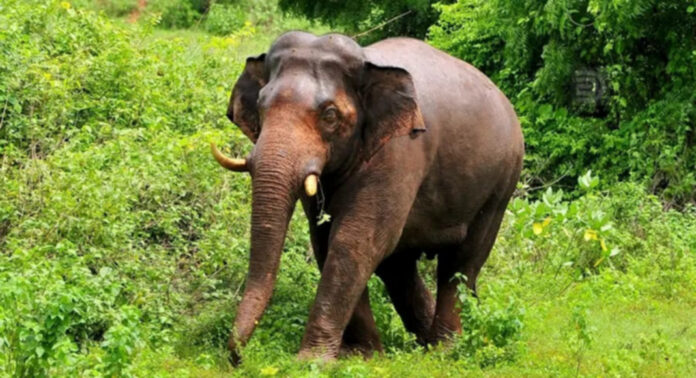 എലിമുള്ളുംപ്ലാക്കല് പ്രദേശത്തെ ഭീതിയിലാഴ്ത്തി കാട്ടാന ശല്യം ; സോളാര് വേലികള് സ്ഥാപിക്കണമെന്ന് പ്രദേശവാസികള് എലിമുള്ളുംപ്ലാക്കല് പ്രദേശത്തെ ഭീതിയിലാഴ്ത്തി കാട്ടാന ശല്യം ; സോളാര് വേലികള് സ്ഥാപിക്കണമെന്ന് പ്രദേശവാസികള്