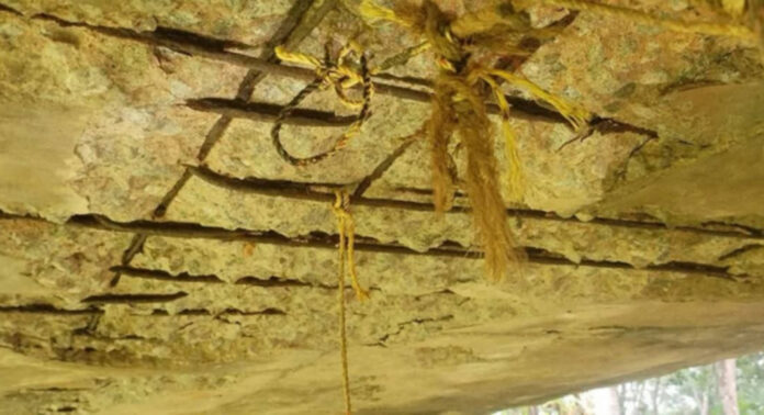 കലഞ്ഞൂര് കുറ്റുമണ് – കൊന്നേലയ്യം സബ് കനാല് അപകടത്തില് ; കോണ്ക്രീറ്റ് പാളികള് ഇളകി വീഴുന്നു കലഞ്ഞൂര് കുറ്റുമണ് – കൊന്നേലയ്യം സബ് കനാല് അപകടത്തില് ; കോണ്ക്രീറ്റ് പാളികള് ഇളകി വീഴുന്നു