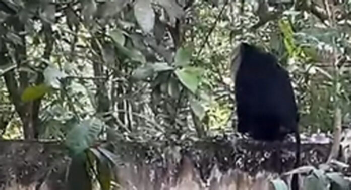 ഇളമണ്ണൂരിൽ കുരങ്ങ് ശല്യം രൂക്ഷം ; കാർഷിക വിളകൾ നശിപ്പിക്കുന്നു – നാട്ടുകാർ ഭീതിയിൽ ഇളമണ്ണൂരിൽ കുരങ്ങ് ശല്യം രൂക്ഷം ; കാർഷിക വിളകൾ നശിപ്പിക്കുന്നു – നാട്ടുകാർ ഭീതിയിൽ