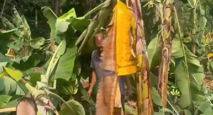 പത്തനംതിട്ടയിൽ കനത്ത മഴയിലും കാറ്റിലും വൻ കൃഷിനാശം പത്തനംതിട്ടയിൽ കനത്ത മഴയിലും കാറ്റിലും വൻ കൃഷിനാശം
