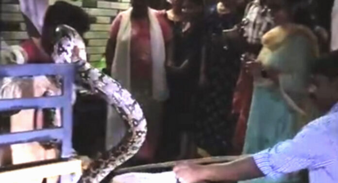 ചിറ്റാര് മീന്കുഴിയില് പെരുംമ്പാമ്പിനെ നാട്ടുകാര് പിടികൂടി ; വനപാലകര് സ്ഥലത്ത് എത്തിയില്ലെന്ന് ആക്ഷേപം ചിറ്റാര് മീന്കുഴിയില് പെരുംമ്പാമ്പിനെ നാട്ടുകാര് പിടികൂടി ; വനപാലകര് സ്ഥലത്ത് എത്തിയില്ലെന്ന് ആക്ഷേപം