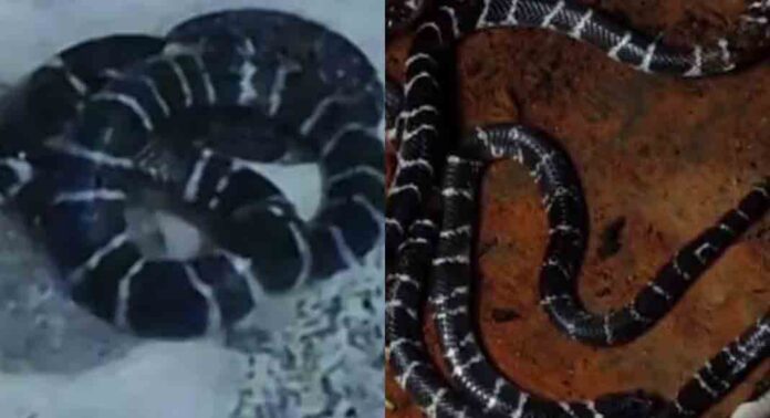 പേരാമ്പ്രയിൽ 36 കാരിയെ കടിച്ചത് ശംഖുവരയൻ ; കോഴിക്കോട് 2 പേർക്ക് പാമ്പ് കടിയേറ്റു പേരാമ്പ്രയിൽ 36 കാരിയെ കടിച്ചത് ശംഖുവരയൻ ; കോഴിക്കോട് 2 പേർക്ക് പാമ്പ് കടിയേറ്റു