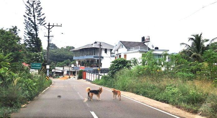 വെച്ചൂച്ചിറ കൂത്താട്ടുകുളം മേഖലയിൽ തെരുവുനായ്ക്കളുടെ ശല്യം അതിരൂക്ഷം വെച്ചൂച്ചിറ കൂത്താട്ടുകുളം മേഖലയിൽ തെരുവുനായ്ക്കളുടെ ശല്യം അതിരൂക്ഷം