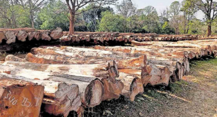 തടി വ്യാപാര മേഖലയില് കര്ഷകരെ ചൂഷണം ചെയ്ത് അന്യസംസ്ഥാന ലോബികള് തടി വ്യാപാര മേഖലയില് കര്ഷകരെ ചൂഷണം ചെയ്ത് അന്യസംസ്ഥാന ലോബികള്