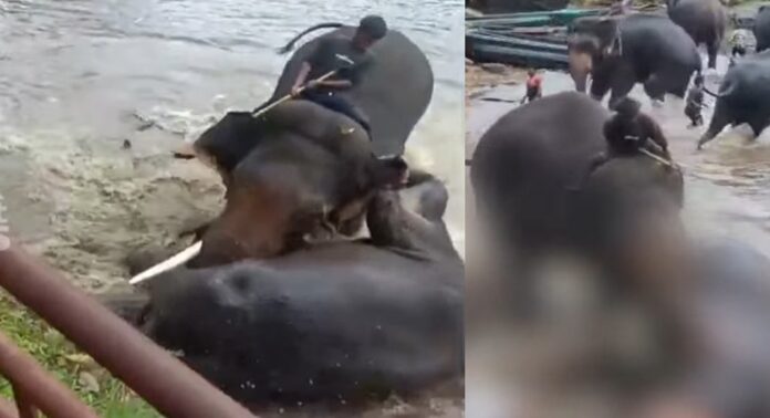 കുടകിലെ വിനോദസഞ്ചാര കേന്ദ്രത്തിൽ ആനയുടെ ആക്രമണത്തിൽ യുവതിക്ക് ദാരുണാന്ത്യം കുടകിലെ വിനോദസഞ്ചാര കേന്ദ്രത്തിൽ ആനയുടെ ആക്രമണത്തിൽ യുവതിക്ക് ദാരുണാന്ത്യം