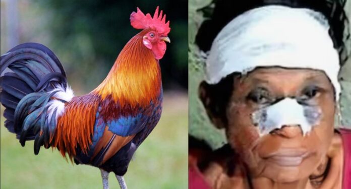കൊട്ടാരക്കരയിൽ പൂവന് കോഴിയുടെ ആക്രമണത്തിൽ 74കാരിക്ക് ഗുരുതര പരിക്ക് കൊട്ടാരക്കരയിൽ പൂവന് കോഴിയുടെ ആക്രമണത്തിൽ 74കാരിക്ക് ഗുരുതര പരിക്ക്