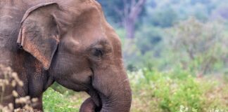 കാട്ടാനയുടെ ആക്രമണം ; മുതിർന്ന ഐപിഎസ് ഉദ്യോഗസ്ഥൻ്റെ ഭാര്യയ്ക്ക് ദാരുണാന്ത്യം