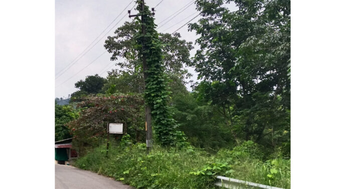 ഇടമുറി-അത്തിക്കയം റോഡിൽ 11 കെ.വി ലൈനിൽ കാടുമൂടി : അപകടഭീഷണിയിൽ പൊന്നമ്പാറ ജംങ്ഷൻ ഇടമുറി-അത്തിക്കയം റോഡിൽ 11 കെ.വി ലൈനിൽ കാടുമൂടി : അപകടഭീഷണിയിൽ പൊന്നമ്പാറ ജംങ്ഷൻ