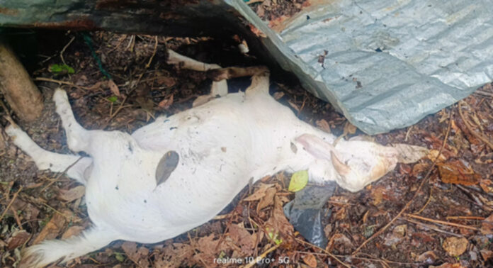കുളത്തുമണ്ണില് പുലിയുടെ ആക്രമണം : രണ്ട് ആടുകളെ കൊന്നു കുളത്തുമണ്ണില് പുലിയുടെ ആക്രമണം : രണ്ട് ആടുകളെ കൊന്നു