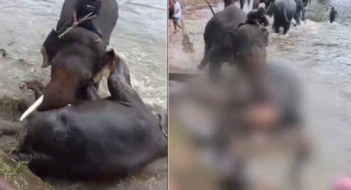 ദുബാരെ ആനത്താവളത്തിൽ സന്ദർശന നിയന്ത്രണം ; തീരുമാനം യുവതി ദാരുണമായി കൊല്ലപ്പെട്ടതിന് പിന്നാലെ ദുബാരെ ആനത്താവളത്തിൽ സന്ദർശന നിയന്ത്രണം ; തീരുമാനം യുവതി ദാരുണമായി കൊല്ലപ്പെട്ടതിന് പിന്നാലെ