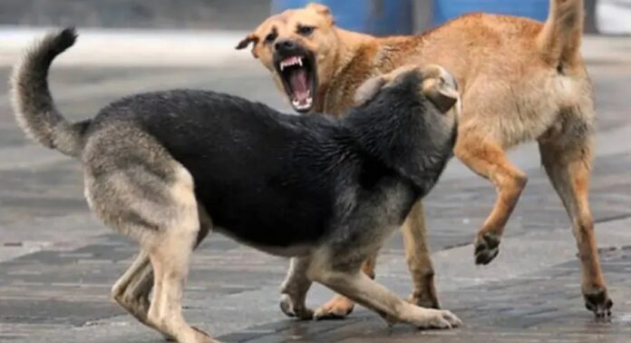 കണ്ടല്ലൂർ ഗ്രാമപഞ്ചായത്തിൽ തെരുവുനായയുടെ ആക്രമണത്തിൽ അഞ്ചുപേർക്ക് ഗുരുതരമായി പരിക്കേറ്റു കണ്ടല്ലൂർ ഗ്രാമപഞ്ചായത്തിൽ തെരുവുനായയുടെ ആക്രമണത്തിൽ അഞ്ചുപേർക്ക് ഗുരുതരമായി പരിക്കേറ്റു