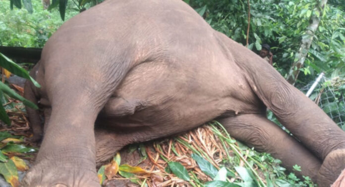 ആവോലിക്കുഴിയില് കാട്ടാന ചരിഞ്ഞു ; വൈദ്യുതാഘാതമേറ്റെന്ന് സംശയം ആവോലിക്കുഴിയില് കാട്ടാന ചരിഞ്ഞു ; വൈദ്യുതാഘാതമേറ്റെന്ന് സംശയം