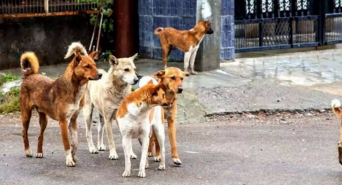 കോന്നി മാങ്കുളത്ത് തെരുവ് നായ ശല്യം രൂക്ഷം ; വീടിനു പുറത്തിറങ്ങാനാവാതെ ജനങ്ങള് കോന്നി മാങ്കുളത്ത് തെരുവ് നായ ശല്യം രൂക്ഷം ; വീടിനു പുറത്തിറങ്ങാനാവാതെ ജനങ്ങള്