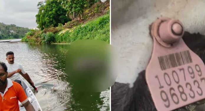 കല്ലില് കെട്ടിത്താഴ്ത്തിയ നിലയില് പുഴയില് നിന്നും പോത്തിന്റെ ജഡം കണ്ടെത്തി കല്ലില് കെട്ടിത്താഴ്ത്തിയ നിലയില് പുഴയില് നിന്നും പോത്തിന്റെ ജഡം കണ്ടെത്തി