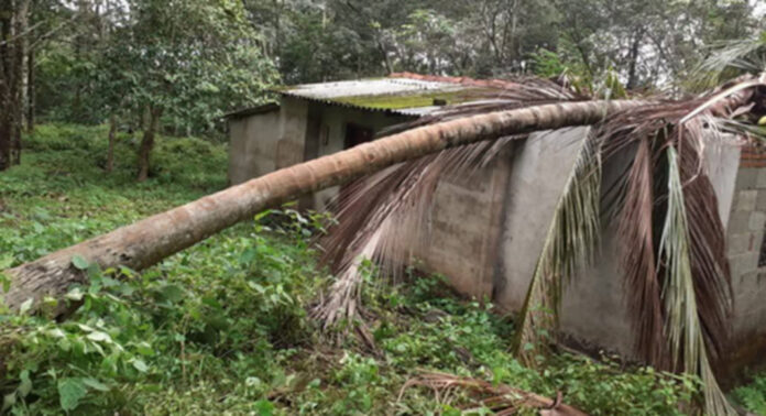 വടശേരിക്കര , നാറാണംമൂഴി പഞ്ചായത്തുകളില് കാട്ടാന ശല്യം രൂക്ഷം : നഷ്ടപരിഹാരത്തിനായി വനംവകുപ്പിൽ ഉടന് അപേക്ഷ നല്കണം വടശേരിക്കര , നാറാണംമൂഴി പഞ്ചായത്തുകളില് കാട്ടാന ശല്യം രൂക്ഷം : നഷ്ടപരിഹാരത്തിനായി വനംവകുപ്പിൽ ഉടന് അപേക്ഷ നല്കണം