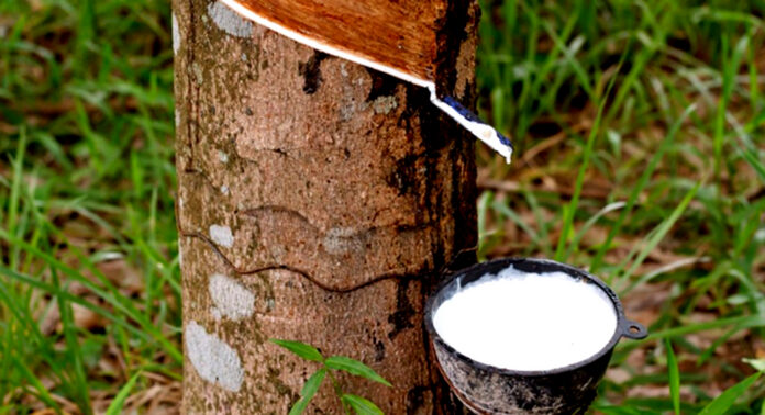 റബ്ബർ മേഖലയ്ക്ക് പ്രതീക്ഷയായി ‘കേര പദ്ധതി ’ ; ഹെക്ടറിന് 75,000 രൂപ പുനർനടീൽ സഹായം റബ്ബർ മേഖലയ്ക്ക് പ്രതീക്ഷയായി ‘കേര പദ്ധതി ’ ; ഹെക്ടറിന് 75,000 രൂപ പുനർനടീൽ സഹായം