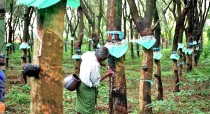സംസ്ഥാനത്ത് റബ്ബര് വില ഉയരുമ്പോഴും പത്തനംതിട്ടയില് ടാപ്പിംഗ് തൊഴിലാളികള്ക്ക് ക്ഷാമം സംസ്ഥാനത്ത് റബ്ബര് വില ഉയരുമ്പോഴും പത്തനംതിട്ടയില് ടാപ്പിംഗ് തൊഴിലാളികള്ക്ക് ക്ഷാമം
