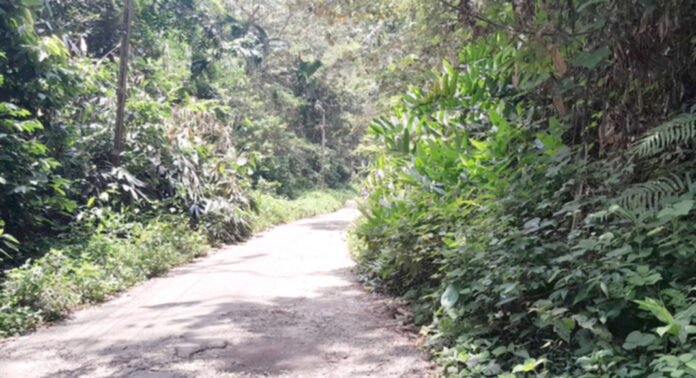 കല്ലേലി – കുളത്തുമണ് റോഡിലെ കാടുകള് നീക്കം ചെയ്യുന്നില്ല ; വന്യ മൃഗങ്ങളെ ഭയന്ന് ജനങ്ങളുടെ യാത്ര കല്ലേലി – കുളത്തുമണ് റോഡിലെ കാടുകള് നീക്കം ചെയ്യുന്നില്ല ; വന്യ മൃഗങ്ങളെ ഭയന്ന് ജനങ്ങളുടെ യാത്ര