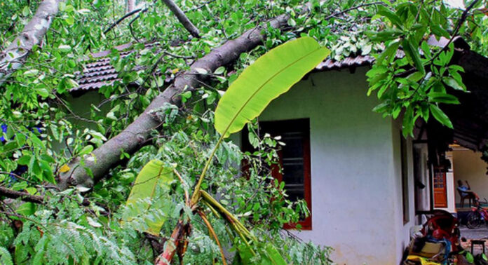 അപകടാവസ്ഥയില് നില്ക്കുന്ന മരങ്ങള് മുറിച്ചുമാറ്റണം അപകടാവസ്ഥയില് നില്ക്കുന്ന മരങ്ങള് മുറിച്ചുമാറ്റണം