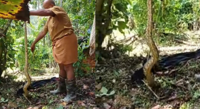 പെരുമ്പാമ്പ് ശല്യം രൂക്ഷം ; ഉതിമൂട്ടിൽ വീണ്ടും പെരുമ്പാമ്പിനെ പിടികൂടി പെരുമ്പാമ്പ് ശല്യം രൂക്ഷം ; ഉതിമൂട്ടിൽ വീണ്ടും പെരുമ്പാമ്പിനെ പിടികൂടി
