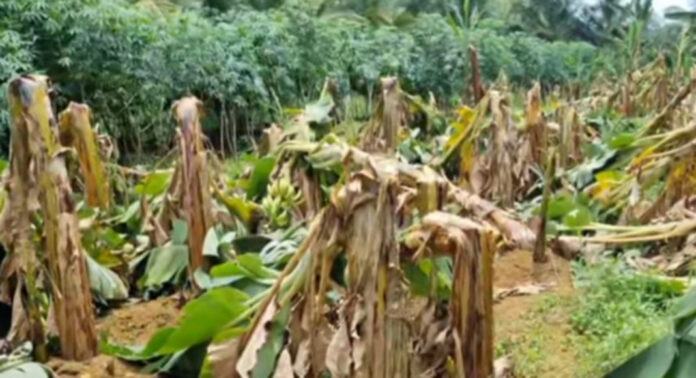വേനല് മഴയില് കലഞ്ഞൂരില് വ്യാപകമായി കൃഷി നശിച്ചു വേനല് മഴയില് കലഞ്ഞൂരില് വ്യാപകമായി കൃഷി നശിച്ചു