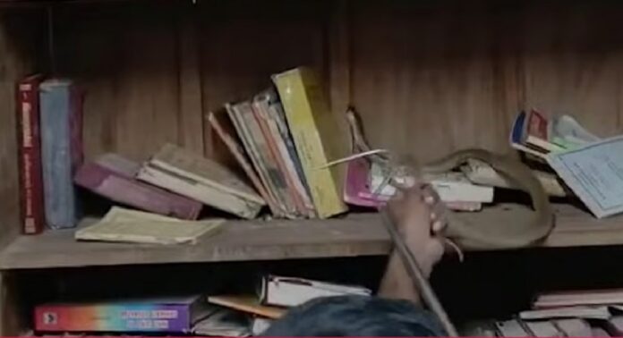 പാലക്കാട് വിക്ടോറിയ കോളജ് ലൈബ്രറിയില് കൂറ്റന് മൂര്ഖന് പാമ്പ് പാലക്കാട് വിക്ടോറിയ കോളജ് ലൈബ്രറിയില് കൂറ്റന് മൂര്ഖന് പാമ്പ്