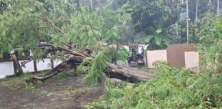 കണ്ണൂരിൽ കനത്ത മഴയും കാറ്റും ; നിരവധി മരങ്ങൾ കടപുഴകി വീണ് വൈദ്യുതി ലൈനുകൾ തകർന്നു