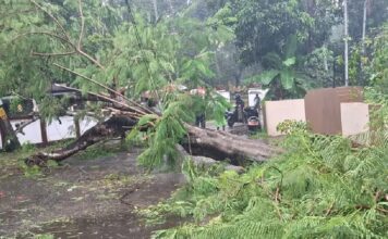 കണ്ണൂരിൽ കനത്ത മഴയും കാറ്റും ; നിരവധി മരങ്ങൾ കടപുഴകി വീണ് വൈദ്യുതി ലൈനുകൾ തകർന്നു