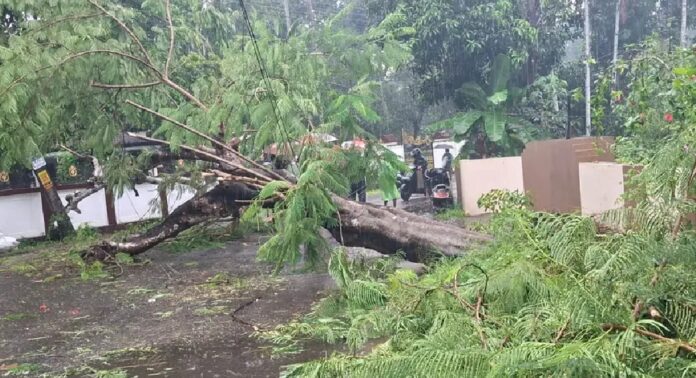 കനത്ത മഴയിൽ മരം കടപുഴകി വീണ് അപകടം ; മരത്തിനിടയിൽ പെട്ട സ്കൂട്ടർ യാത്രികന് ദാരുണാന്ത്യം കനത്ത മഴയിൽ മരം കടപുഴകി വീണ് അപകടം ; മരത്തിനിടയിൽ പെട്ട സ്കൂട്ടർ യാത്രികന് ദാരുണാന്ത്യം