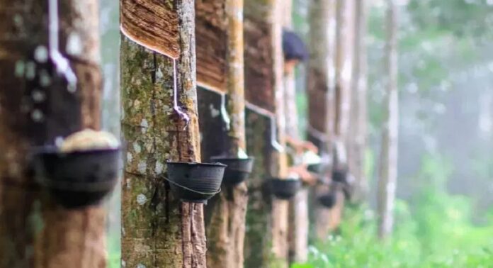 റബർ വില വീണ്ടും കുതിക്കുന്നു ; രാജ്യാന്തര വിപണിയിൽ കിലോയ്ക്ക് 300 രൂപ കടന്നു റബർ വില വീണ്ടും കുതിക്കുന്നു ; രാജ്യാന്തര വിപണിയിൽ കിലോയ്ക്ക് 300 രൂപ കടന്നു