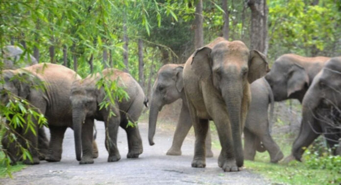 കാട്ടാനയുടെ സാന്നിധ്യം മനസിലാക്കാന് ആവോലിക്കുഴിയില് ഡ്രോണ് നിരീക്ഷണം നടത്തി വനം വകുപ്പ് കാട്ടാനയുടെ സാന്നിധ്യം മനസിലാക്കാന് ആവോലിക്കുഴിയില് ഡ്രോണ് നിരീക്ഷണം നടത്തി വനം വകുപ്പ്
