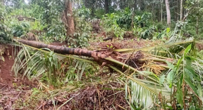 വന്യമൃഗ ശല്യത്തില് പൊറുതിമുട്ടി മണ്ണീറയിലെ ജനങ്ങള് ; വനംവകുപ്പിനെതിരെ ജനരോഷം ശക്തമാകുന്നു വന്യമൃഗ ശല്യത്തില് പൊറുതിമുട്ടി മണ്ണീറയിലെ ജനങ്ങള് ; വനംവകുപ്പിനെതിരെ ജനരോഷം ശക്തമാകുന്നു