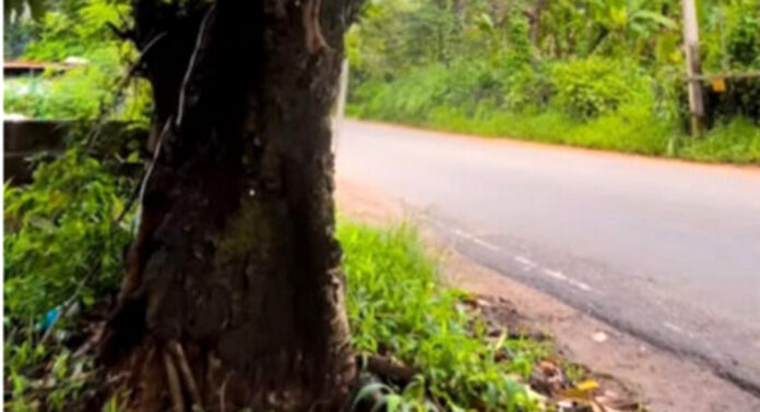 സ്കൂള് തുറന്നിട്ടും മഴയെത്തിയിട്ടും ജില്ലയിലെ അപകടകരമായ മരങ്ങള് മുറിക്കാന് നടപടിയില്ല സ്കൂള് തുറന്നിട്ടും മഴയെത്തിയിട്ടും ജില്ലയിലെ അപകടകരമായ മരങ്ങള് മുറിക്കാന് നടപടിയില്ല