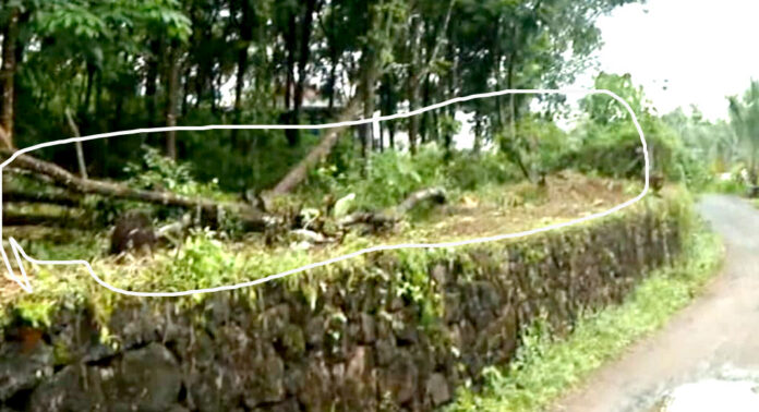 മല്ലപ്പള്ളിയില് ടാപ്പിംഗ് നടത്തി വന്നിരുന്ന 20 റബ്ബർ മരങ്ങൾ കെ.എസ്.ഇ.ബി വെട്ടിമാറ്റി ; പരാതി കീഴ്വായ്പ്പൂർ പോലീസ് മുക്കി മല്ലപ്പള്ളിയില് ടാപ്പിംഗ് നടത്തി വന്നിരുന്ന 20 റബ്ബർ മരങ്ങൾ കെ.എസ്.ഇ.ബി വെട്ടിമാറ്റി ; പരാതി കീഴ്വായ്പ്പൂർ പോലീസ് മുക്കി