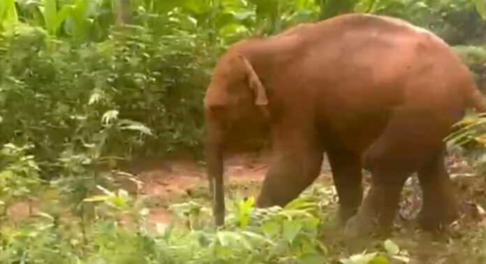 അഞ്ച് മണിക്കൂര് നീണ്ട രക്ഷാപ്രവര്ത്തനത്തിന് ഒടുവില് തണ്ണിത്തോട് മേക്കണ്ണത്ത് കിണറ്റില് വീണ കാട്ടാനക്കുട്ടിയെ കരയ്ക്ക് കയറ്റി അഞ്ച് മണിക്കൂര് നീണ്ട രക്ഷാപ്രവര്ത്തനത്തിന് ഒടുവില് തണ്ണിത്തോട് മേക്കണ്ണത്ത് കിണറ്റില് വീണ കാട്ടാനക്കുട്ടിയെ കരയ്ക്ക് കയറ്റി