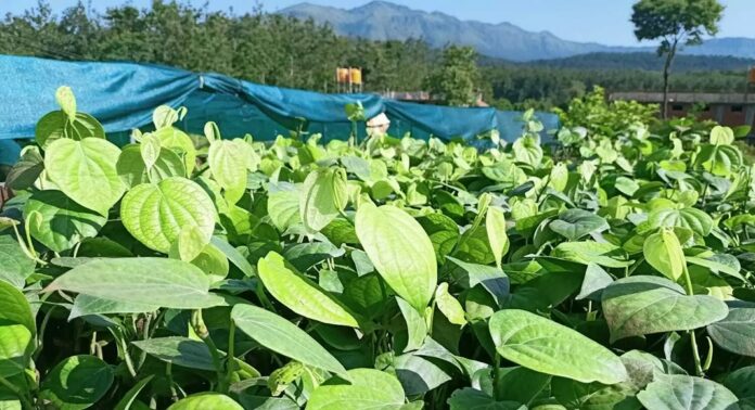 ആവശ്യത്തിന് മഴ ലഭിക്കാത്തത് വയനാട്ടിലെ നഴ്സറി ഉടമകളെ കടുത്ത പ്രതിസന്ധിയിലാക്കിയിരിക്കുകയാണ് ആവശ്യത്തിന് മഴ ലഭിക്കാത്തത് വയനാട്ടിലെ നഴ്സറി ഉടമകളെ കടുത്ത പ്രതിസന്ധിയിലാക്കിയിരിക്കുകയാണ്