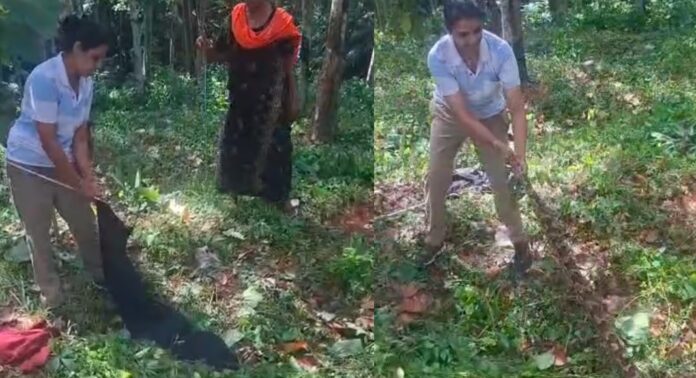 ആര്യനാട് നിന്നും ഭീമൻ പെരുമ്പാമ്പിനെ പിടികൂടി ആര്യനാട് നിന്നും ഭീമൻ പെരുമ്പാമ്പിനെ പിടികൂടി