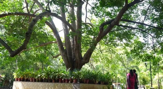 തിരുവനന്തപുരം മ്യൂസിയത്തിലെ പൈതൃക വൃക്ഷത്തിന് ശാസ്ത്രീയ ചികിത്സ തിരുവനന്തപുരം മ്യൂസിയത്തിലെ പൈതൃക വൃക്ഷത്തിന് ശാസ്ത്രീയ ചികിത്സ