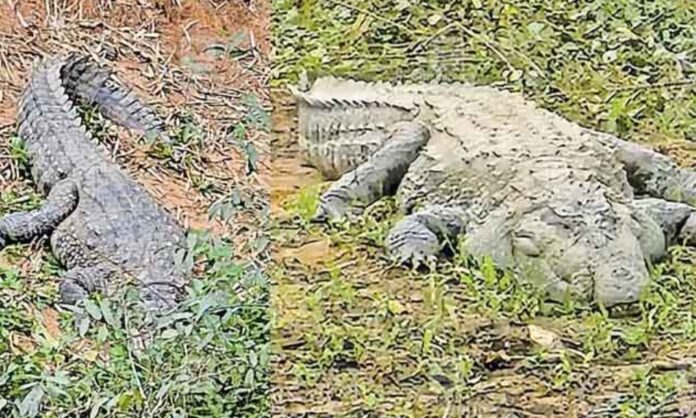 പനമരം പുഴയിൽ മുതല ഭീതി ; പ്രദേശവാസികൾ ആശങ്കയിൽ പനമരം പുഴയിൽ മുതല ഭീതി ; പ്രദേശവാസികൾ ആശങ്കയിൽ