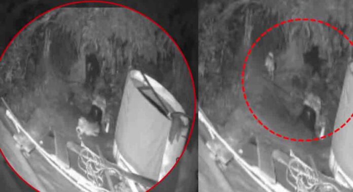 കുമളി ചോറ്റുപാറയിൽ ജനവാസ മേഖലയിൽ കരടി ; നാട്ടുകാർ ഭീതിയിൽ കുമളി ചോറ്റുപാറയിൽ ജനവാസ മേഖലയിൽ കരടി ; നാട്ടുകാർ ഭീതിയിൽ