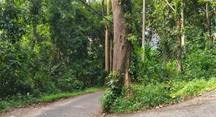 ആഞ്ഞിലിമുക്കിലെ കൂറ്റൻ ആഞ്ഞിലിമരം അപകടഭീഷണിയിൽ ; അധികൃതരുടെ നിഷ്ക്രിയത്വത്തിനെതിരെ പ്രതിഷേധം ശക്തം ആഞ്ഞിലിമുക്കിലെ കൂറ്റൻ ആഞ്ഞിലിമരം അപകടഭീഷണിയിൽ ; അധികൃതരുടെ നിഷ്ക്രിയത്വത്തിനെതിരെ പ്രതിഷേധം ശക്തം