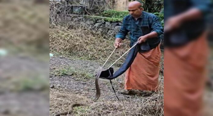റാന്നിയിൽ എക്സൈസ് ഓഫീസ് പരിസരത്ത് മൂർഖൻ പാമ്പ് ; വനംവകുപ്പ് എത്തിയില്ലെന്ന് ആക്ഷേപം, ഒടുവിൽ പിടികൂടി മാത്തുക്കുട്ടി റാന്നിയിൽ എക്സൈസ് ഓഫീസ് പരിസരത്ത് മൂർഖൻ പാമ്പ് ; വനംവകുപ്പ് എത്തിയില്ലെന്ന് ആക്ഷേപം, ഒടുവിൽ പിടികൂടി മാത്തുക്കുട്ടി