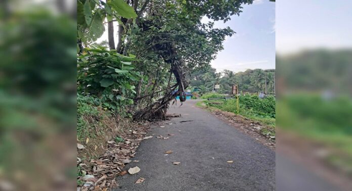 ബ്ലോക്കുപടി- രാമപുരം റോഡിൽ അപകട ഭീഷണിയുയർത്തിയ പനമരം അഗ്നിശമനസേന മുറിച്ചുനീക്കി ബ്ലോക്കുപടി- രാമപുരം റോഡിൽ അപകട ഭീഷണിയുയർത്തിയ പനമരം അഗ്നിശമനസേന മുറിച്ചുനീക്കി