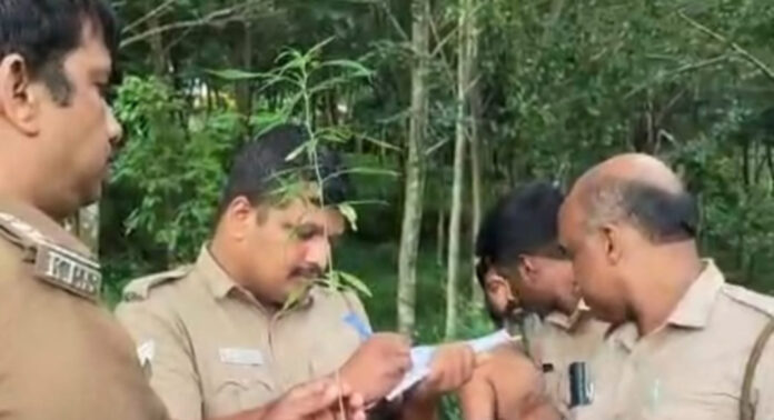 റാന്നി ചേത്തക്കൽ റബര് തോട്ടത്തില് നട്ടുവളര്ത്തിയ കഞ്ചാവ് ചെടി റാന്നി ചേത്തക്കൽ റബര് തോട്ടത്തില് നട്ടുവളര്ത്തിയ കഞ്ചാവ് ചെടി