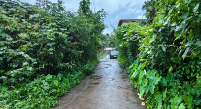മല്ലപ്പള്ളി കൃഷി ഭവനിലേക്കുള്ള റോഡ് കാട് കയറി ഇഴജന്തുക്കളുടെ താവളമായി മാറി മല്ലപ്പള്ളി കൃഷി ഭവനിലേക്കുള്ള റോഡ് കാട് കയറി ഇഴജന്തുക്കളുടെ താവളമായി മാറി